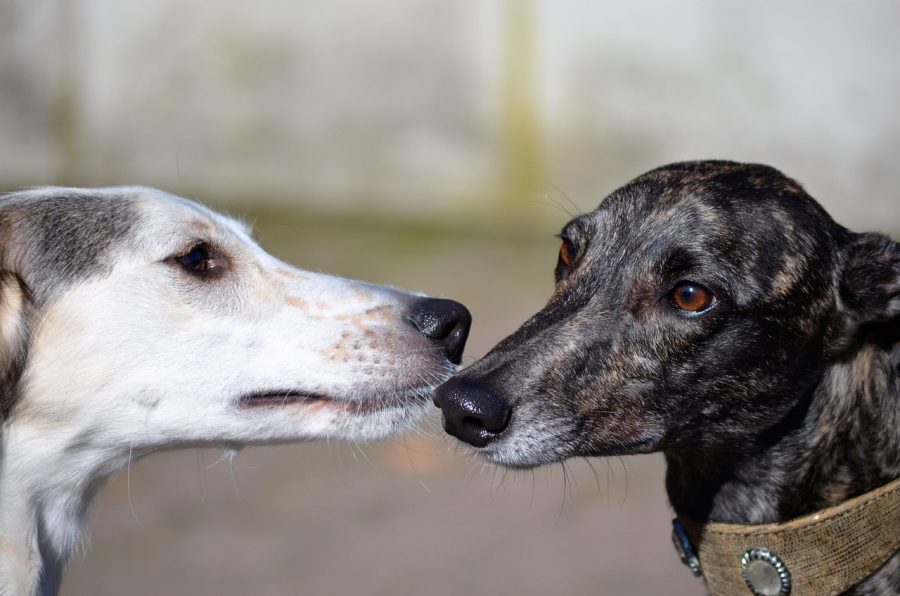 Greyhounds are affectionate animals.
Credit: Max Pixel