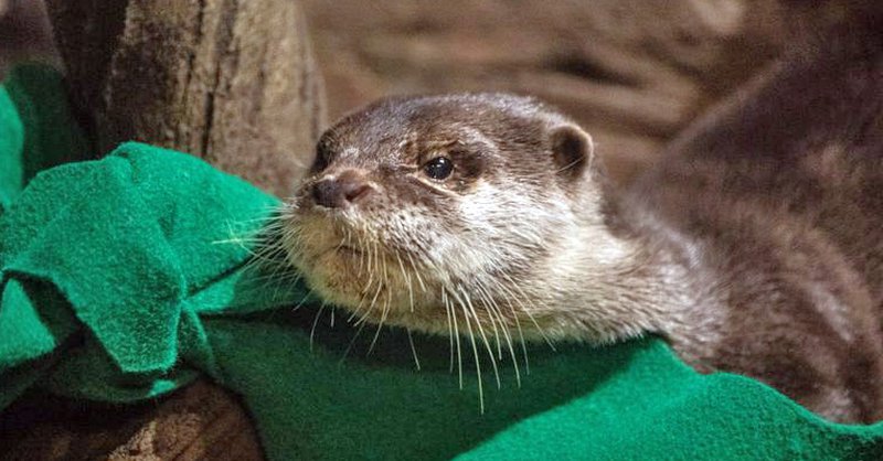 Otters at the Georgia Aquarium have Tested Positive for COVID-19