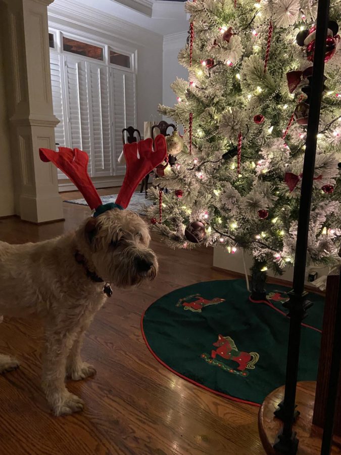 Christmas decorations bring whole families together, even pets (Credit: Tara Goff). 